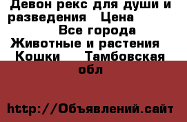Девон рекс для души и разведения › Цена ­ 20 000 - Все города Животные и растения » Кошки   . Тамбовская обл.